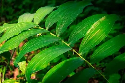 Banaba Leaf